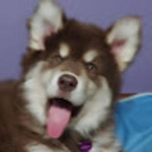 Meet your Posher, Dr jess